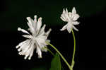 Mountain meadow-rue